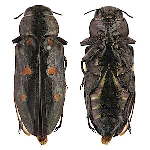 Chrysobothris perroni, PL6080, female, trapped specimen, EP